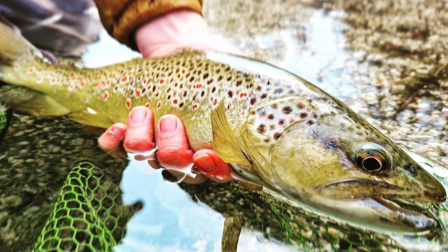 Fiskeresor till Slovenien – flugfiske efter öring och harr