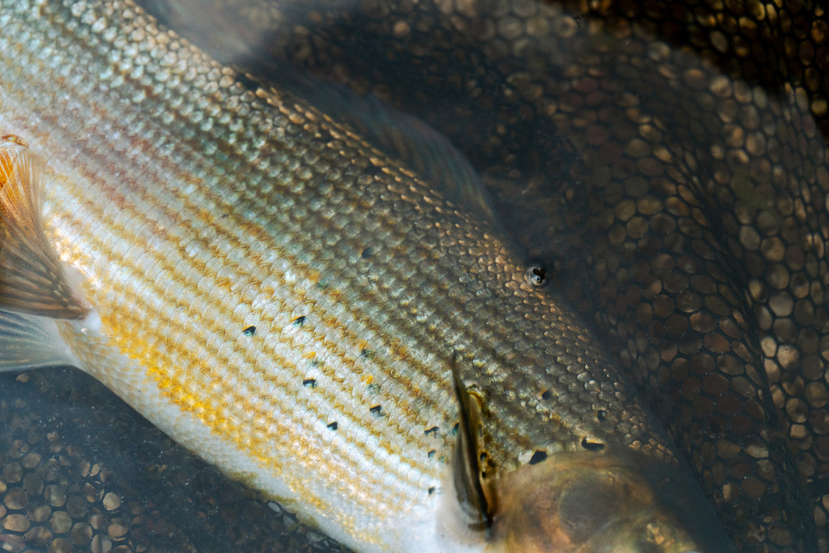 Närbild på en silverfärgad fisk med guldbruna nyanser mot ett nät med bikakemönster, delvis i vattnet – fångar känslan av en lyckad fisketur och spänningen i sportfiske.