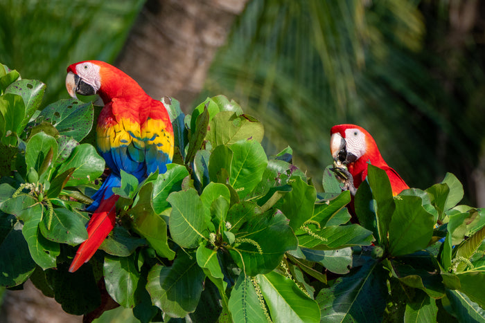 Tropisk natur i Costa Rica vid fiskeresa med Outside Travels