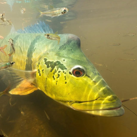 Närbild på stor gulgrön fisk med svarta tecken bland mindre fiskar i Amazonas vatten. Fiskeresa Guyana, äventyr för sportfiskare.