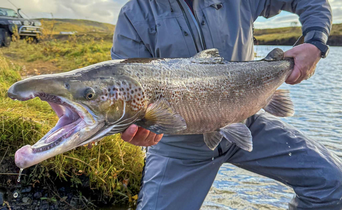 Sportfiskare i grå vadarställ visar en stor lax, nyfångad vid flodkant med gräs under en inspirerande fiskeresa.