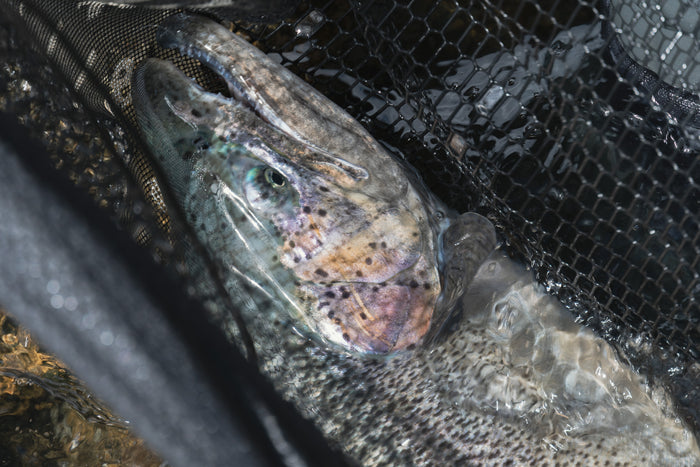 Närbild på stor öring eller lax i svart håv med vatten, tydlig fjäll och huvud - fångad under en minnesvärd fiskeresa.