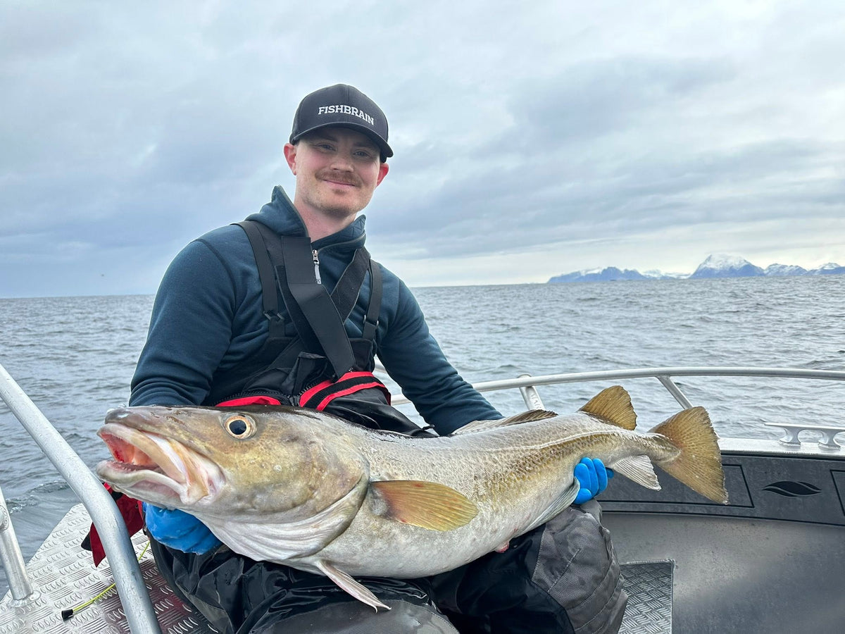 Torsk fångad under havsfiske i Nappstraumen, Lofoten