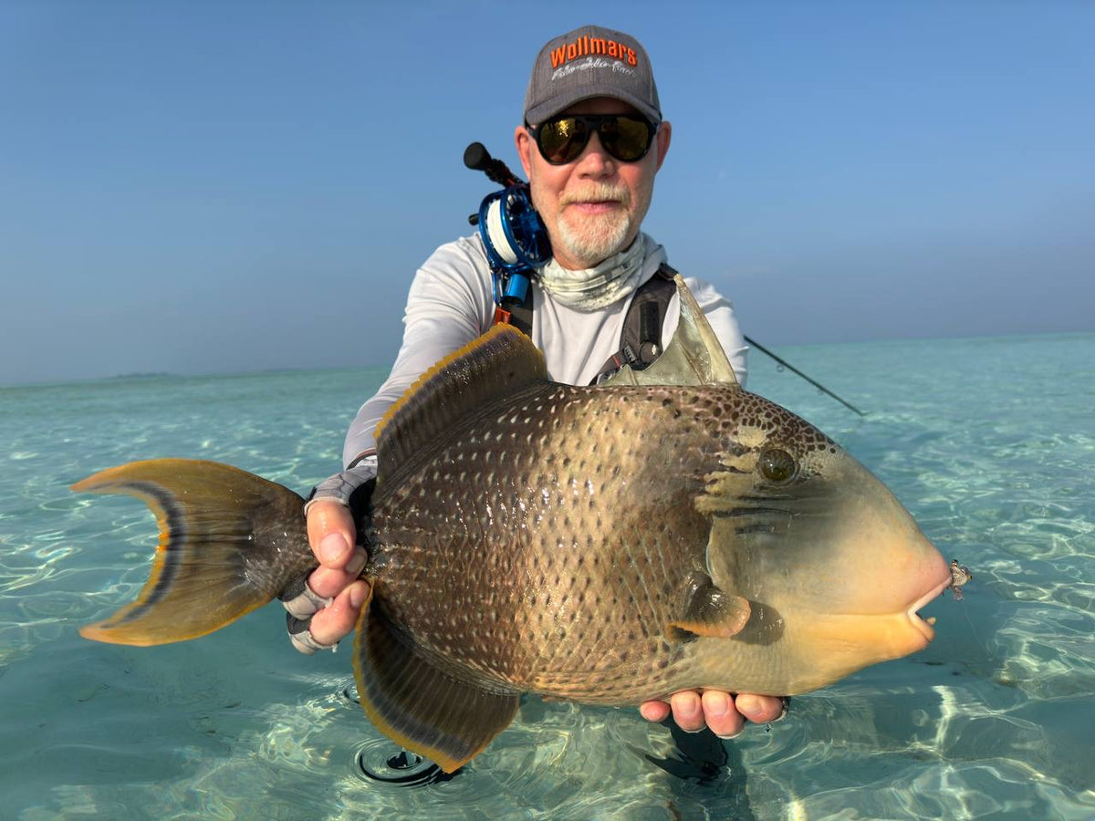 Sportfiskare med solglasögon och hatt håller en stor triggerfish i klart vatten under blå himmel på fiskeresa.