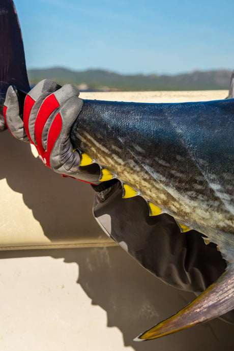 Närbild på en hand i fiskehandske som håller stjärtspolen på en tonfisk med gula småfenor