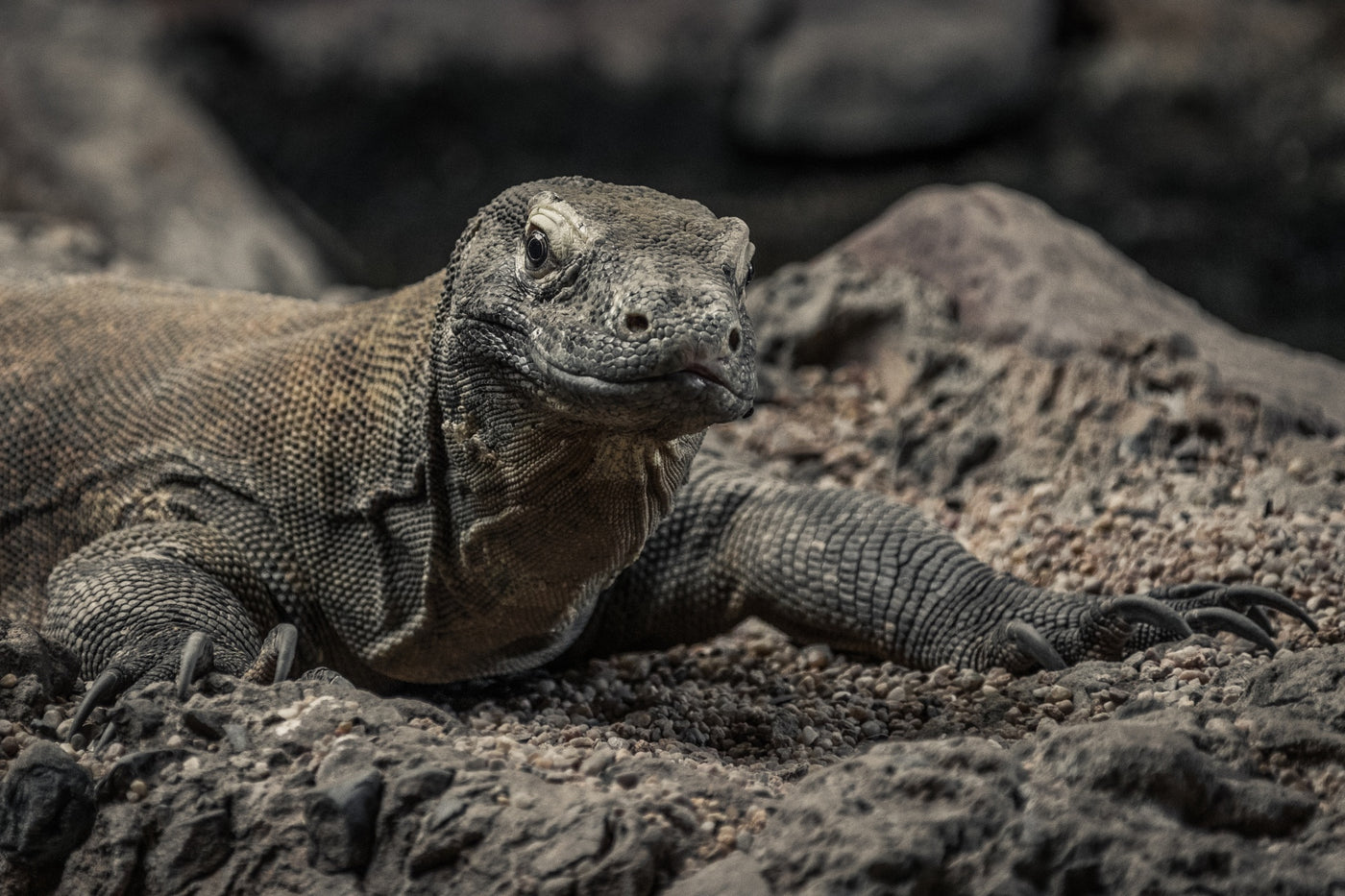 Komodovaran i Komodo National Park, Indonesien.